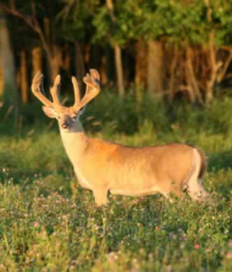 Heavy Horn Whitetail