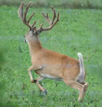 Heavy Horn Whitetails